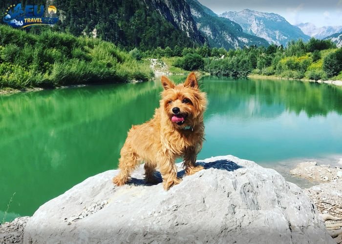 12 Best Dog Friendly Austria