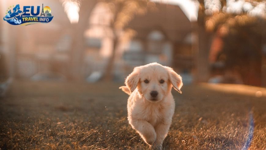 2. Booking.com Professional and easy dog