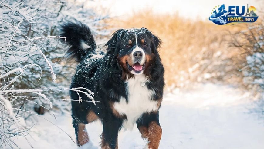 2. Mountain Magic at Jahorina