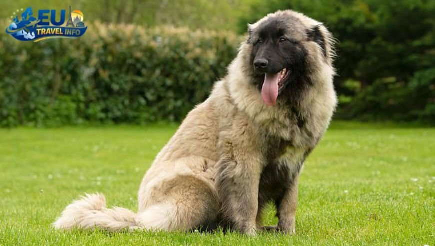 4. Adriatic.hr The local expert dog