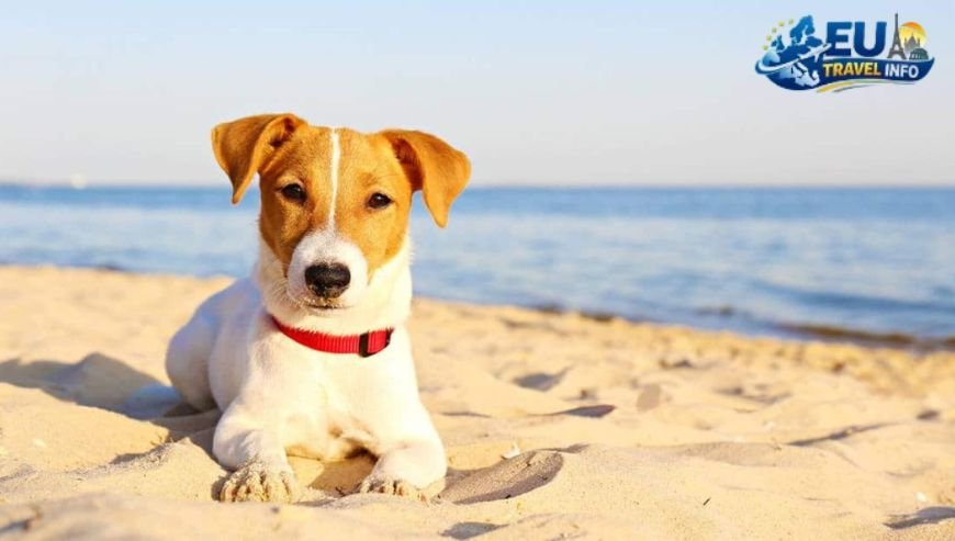 A Day At The Beach Scheveningen and Kijkduin dog