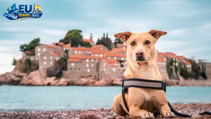 A Day Trip to the Capital dog