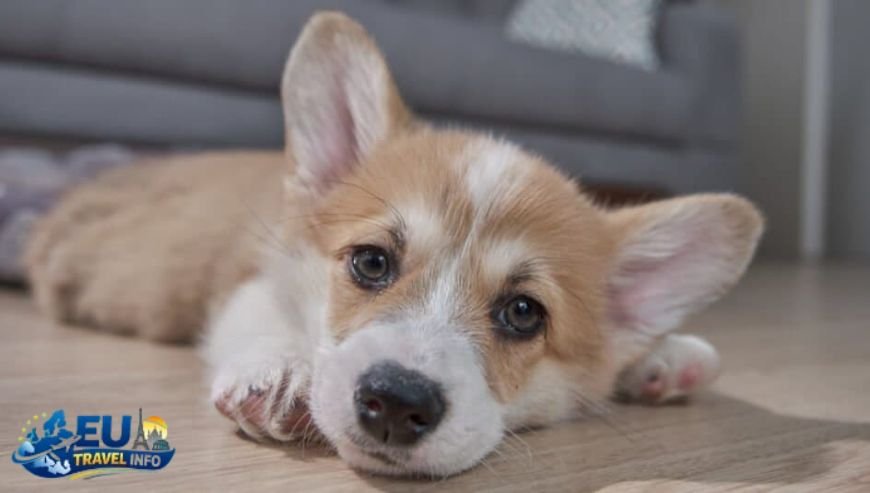 A Day in Veszprém The City of Queens dog