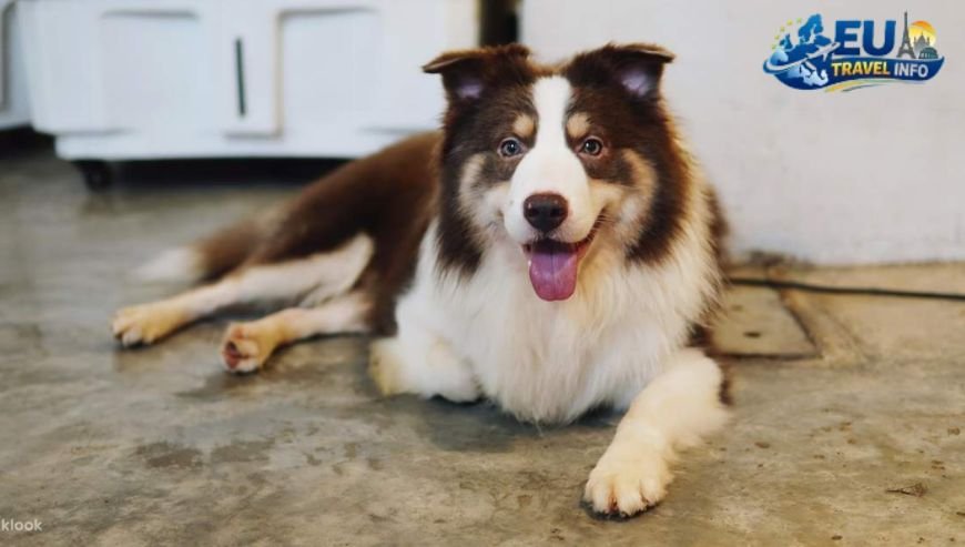 A Fairy Tale Experience at Lala Cafe dog