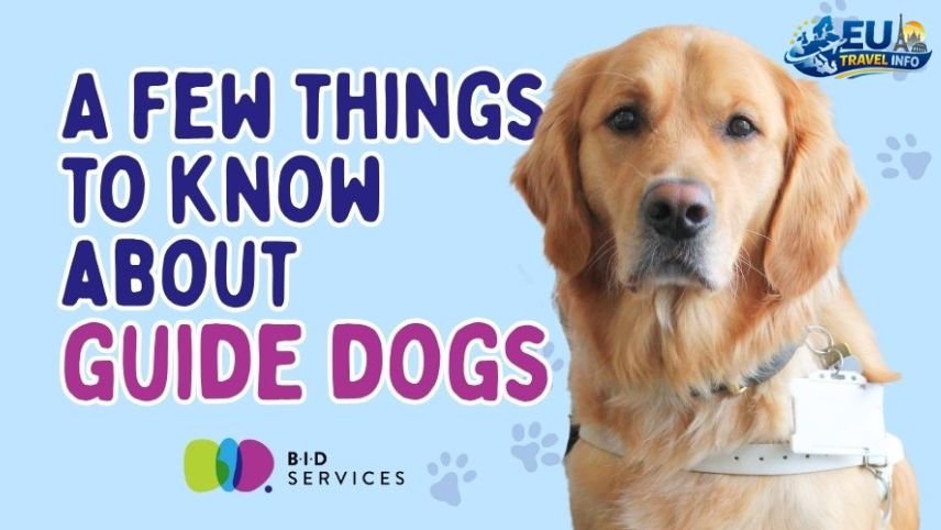 A Few Things to Know Before You Go dog