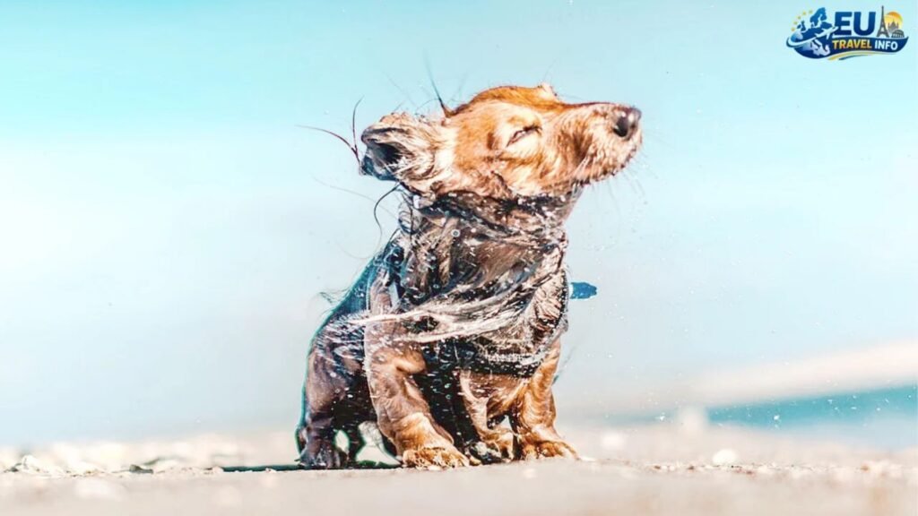 A Journey to San Marino, California dog