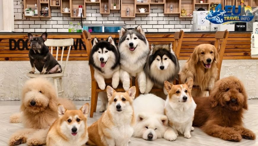 A Map of Specialty and Pet Friendly Cafe Yerevan dog