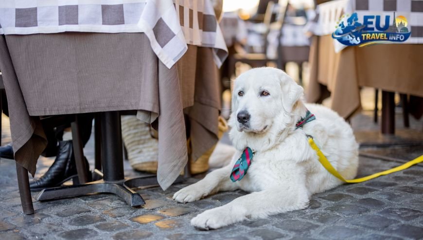 A Taste of the City Dining Out with Dogs