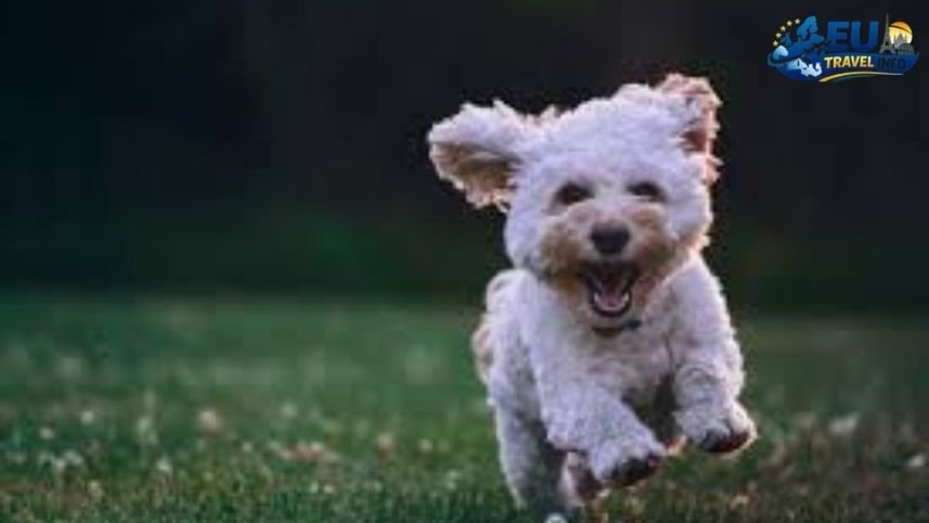 A Visit to Lake Neusiedl dog