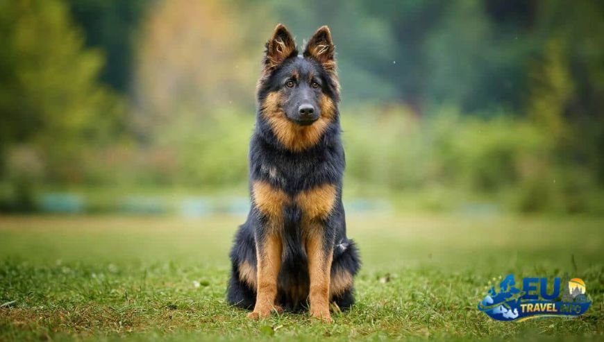 A Weekend in Bohemian Switzerland dog (1)