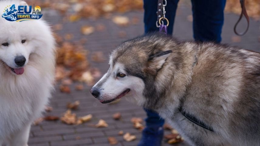 A guide to dogs in Andorra