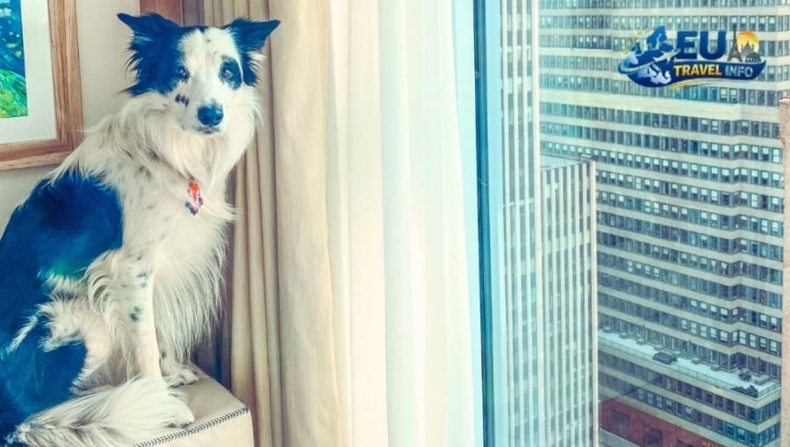 Additionally Seeing the Sights in the Square dog