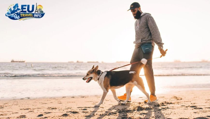 Adventure Beyond the Sand dog
