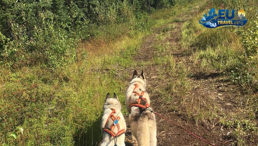 Adventure in the North Machovo Lake and Krkonoše dog