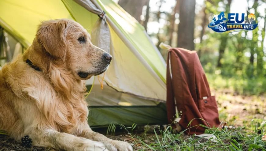 Affordable Dog Friendly Campsites
