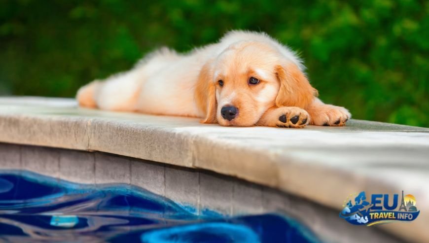 Affordable Dog Friendly Holiday Cottages in France