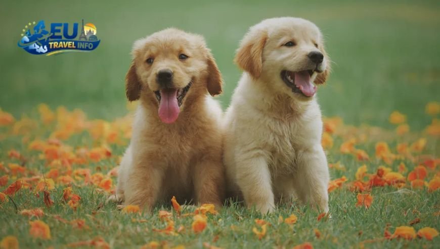 Affordable Monthly Stays dog