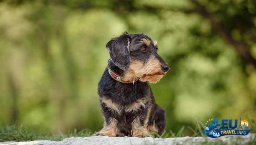 Alpine dreams in Bavaria dog