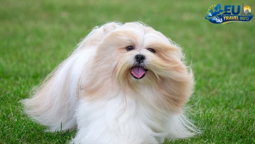 Alsa Exploring the Spanish Sun dog