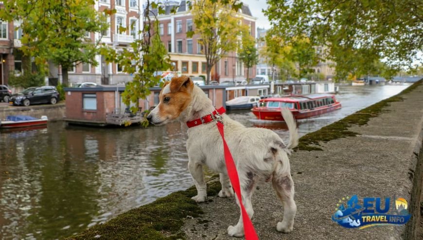 Amsterdam, Netherlands Canals and Culture dog
