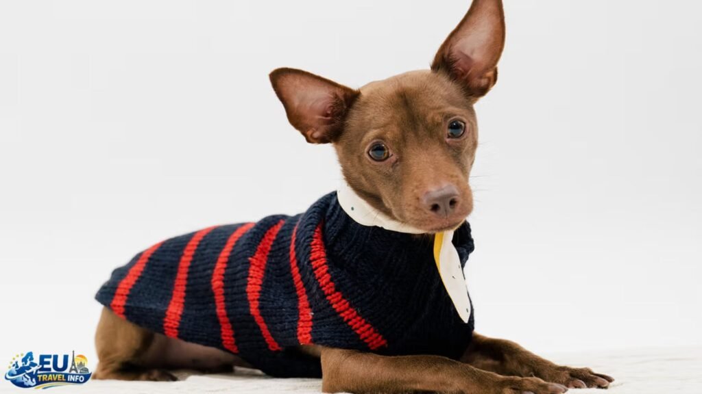 Antwerp: Fashion and Fur