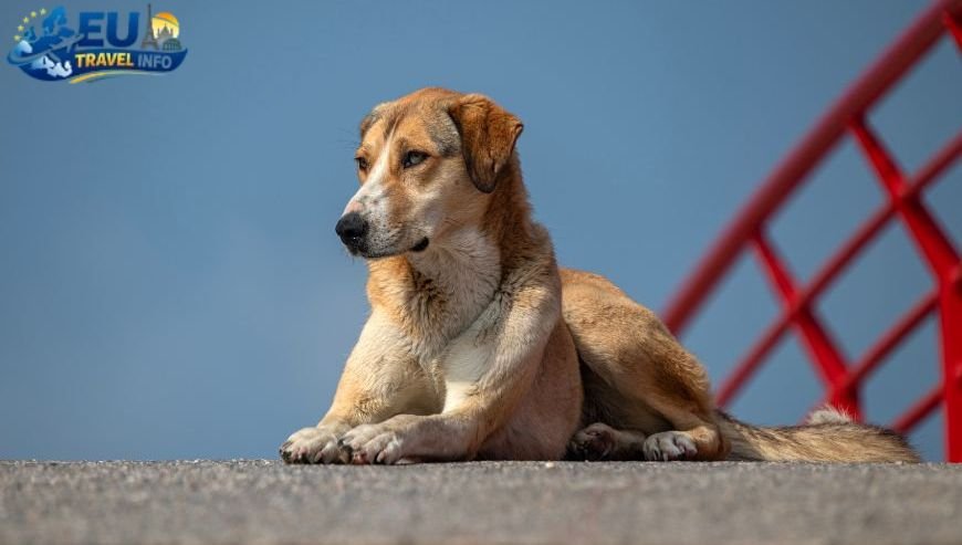 Are dogs allowed in Azerbaijan