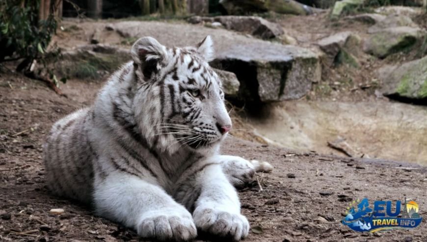 Are dogs allowed in Prague Zoo