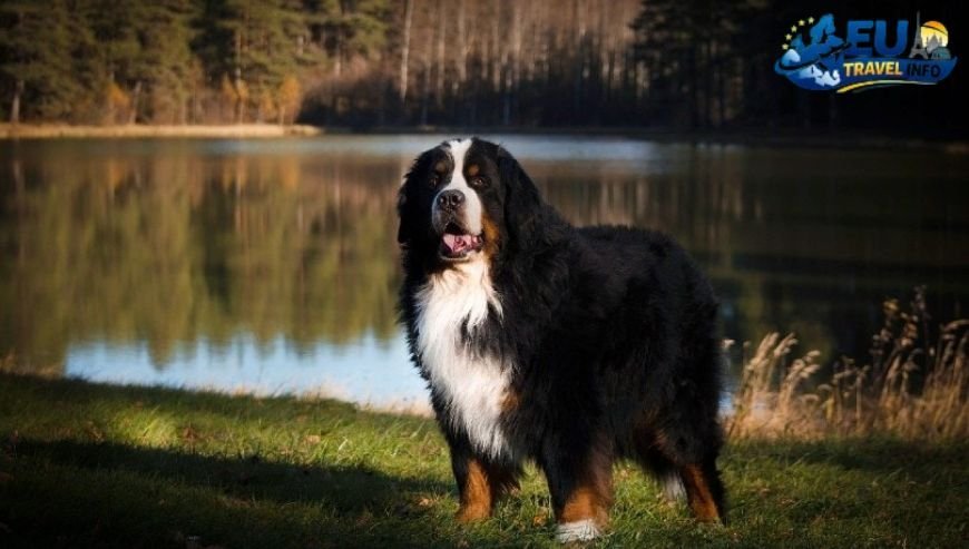 Arrival and Ticket Prices dog