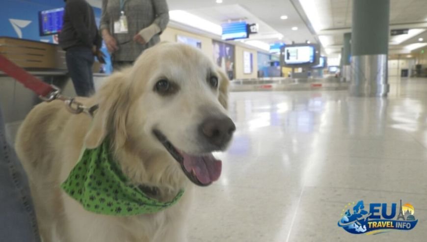 Arriving at Heydar Aliyev International Airport dog