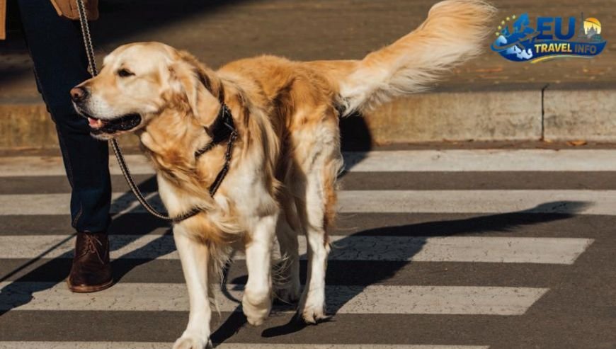 Arriving in the City of Eyes dog