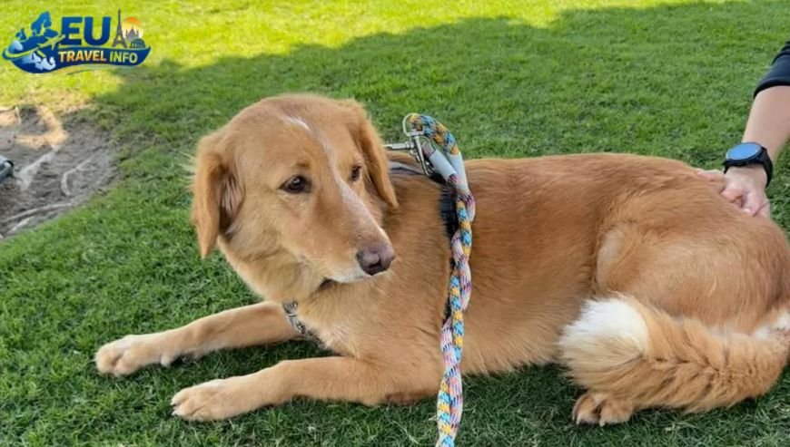 Arriving on the Island The Great Journey dog