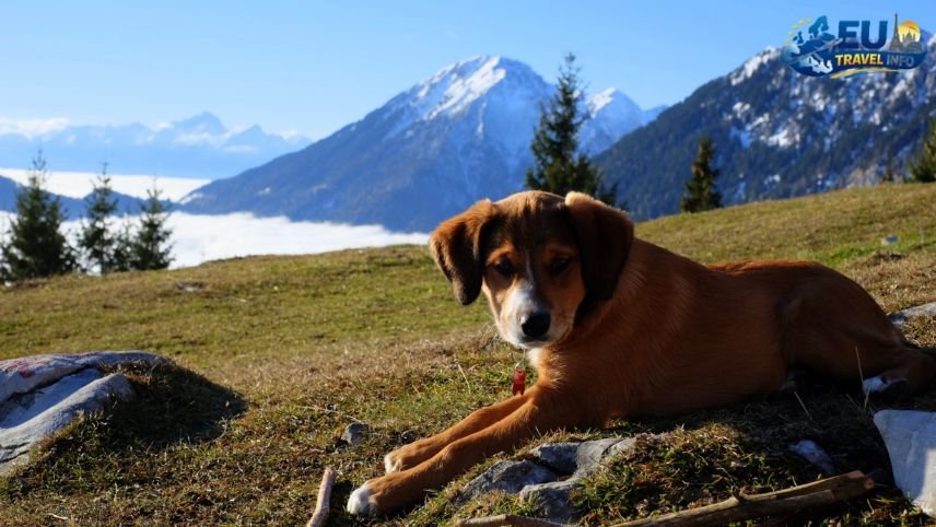 Bansko Mountain Air and Hiking Trails dog