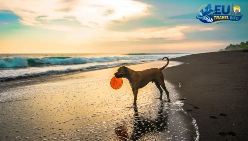 Barcelona, Spain Sun, Sand, and Sniffs dog