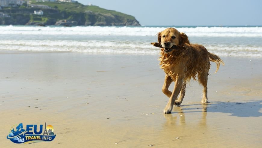 Beach Near Me For Dogs