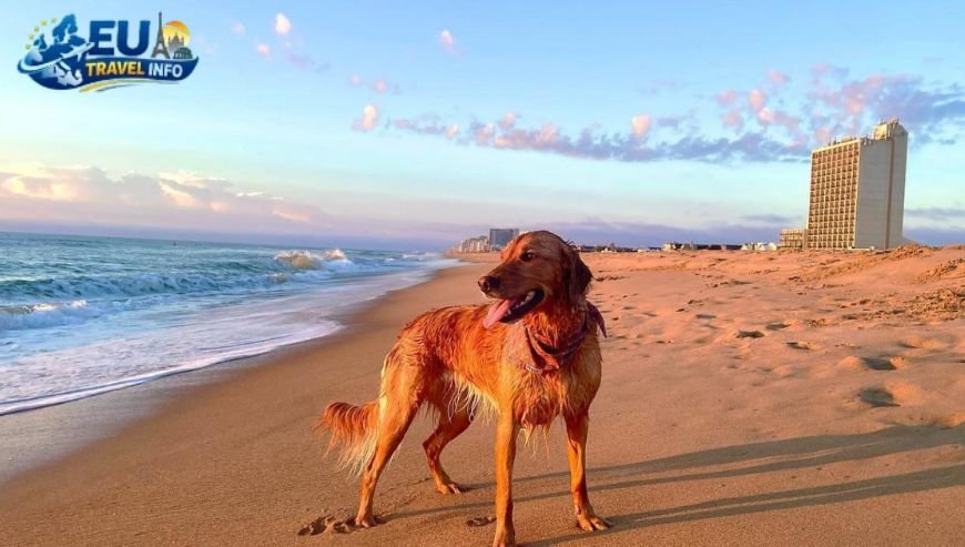 Beaches That Allow Dogs