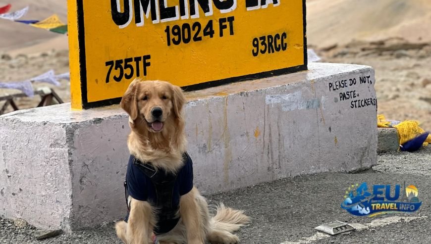 Before You Go The Rules of the Road dog