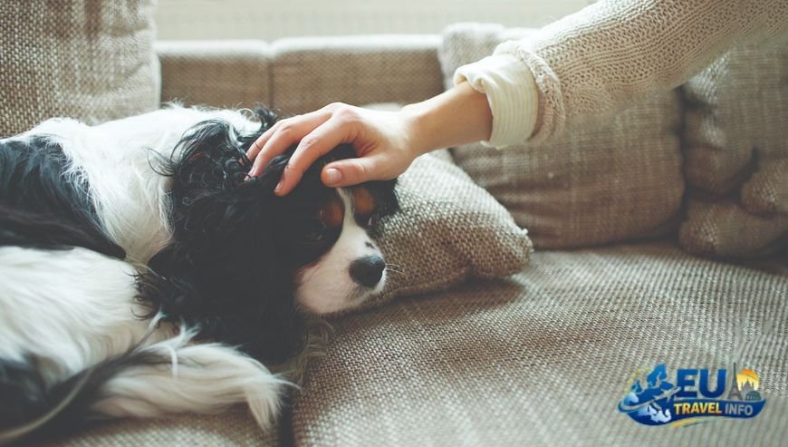 Before You Leave The Paperwork for Your Pup