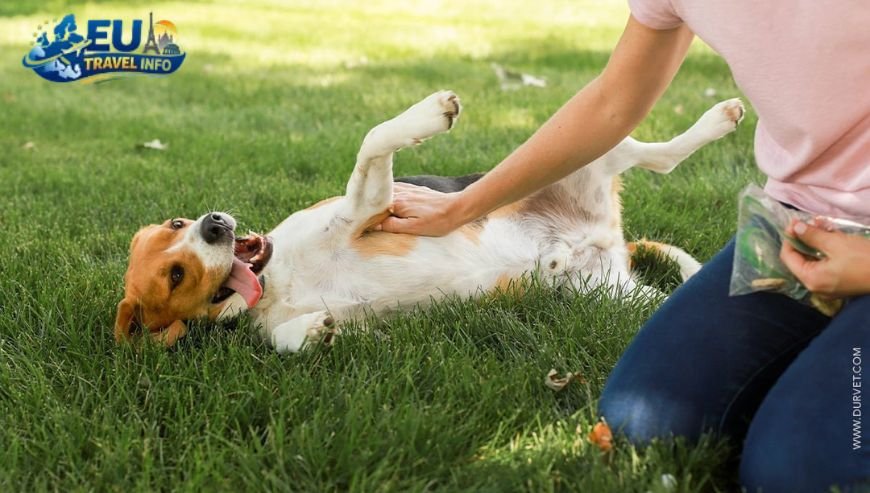 Being a Responsible Dog Owner