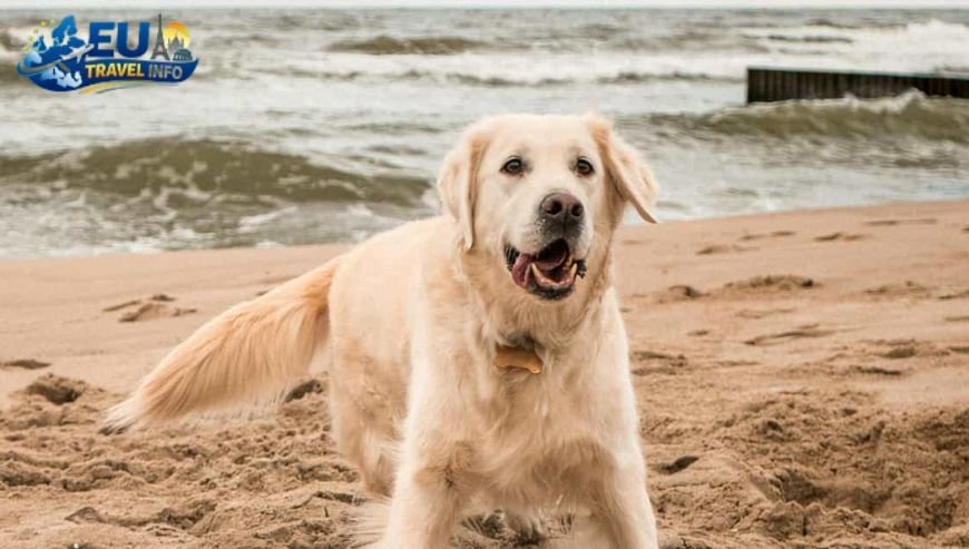 Belgium Best Dog Friendly Beaches