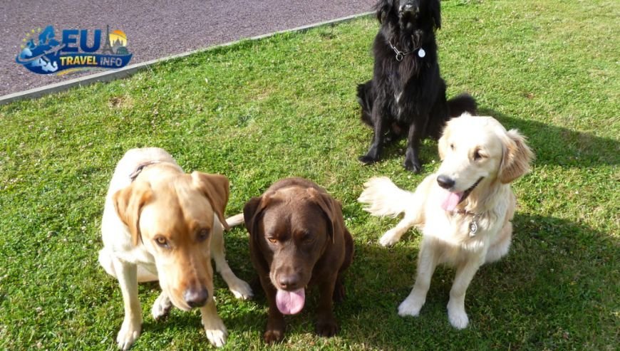 Belville Gites A True Doggy Heaven