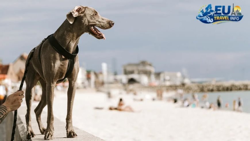 Best Dog Friendly Beaches in Northern Italy and Sardinia