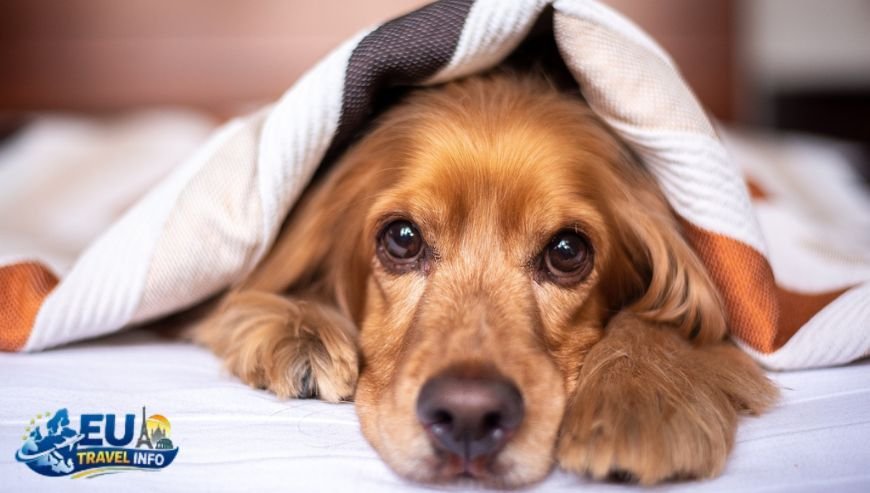 Best Dog Friendly Hotels in Cyprus