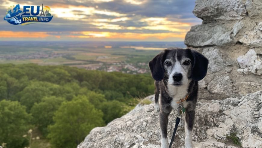Best Dog Friendly Lakes in the Czech Republic