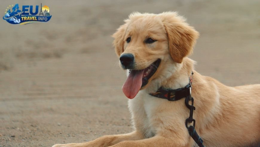 Best Dog Friendly Places in the Czech Republic