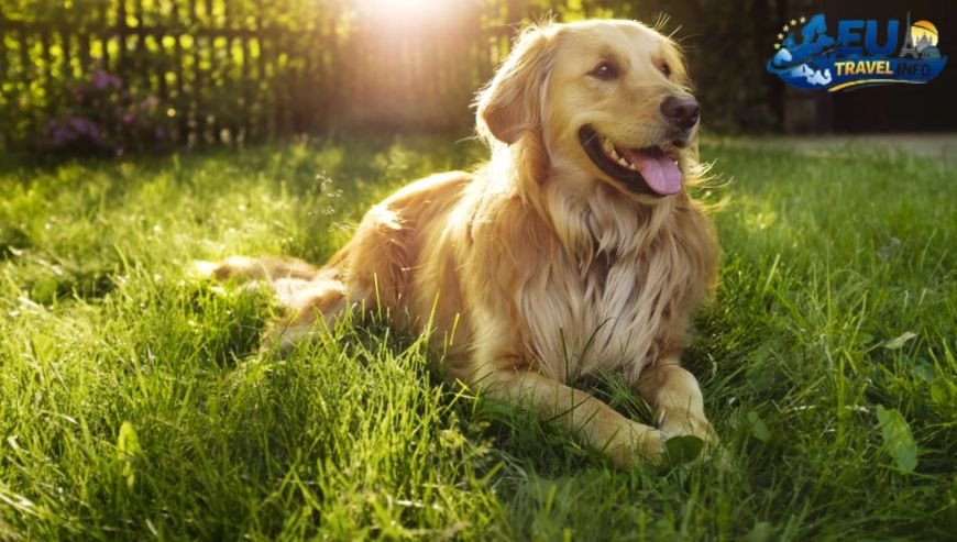 Best Dog Friendly Restaurants Atlanta