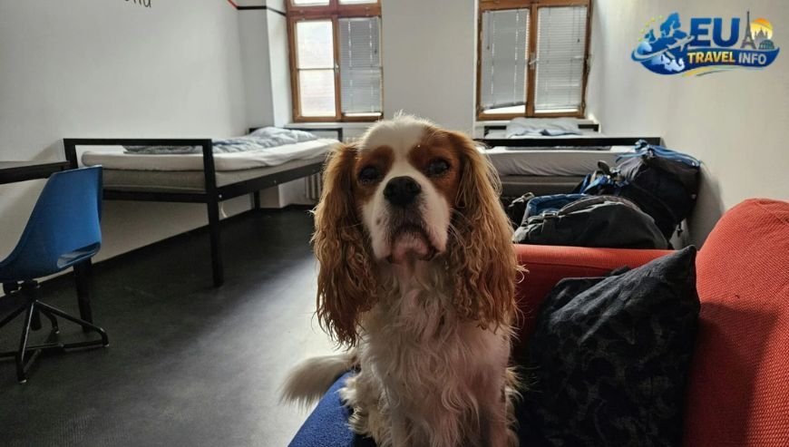 Best Dog Friendly Restaurants in the Czech Republic