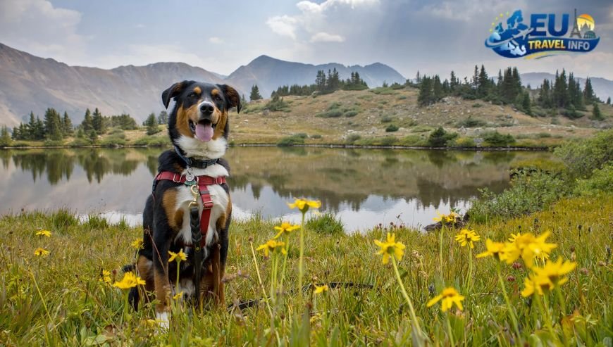 Best Dog Friendly Vacation Rentals in the Czech Republic My Top Picks