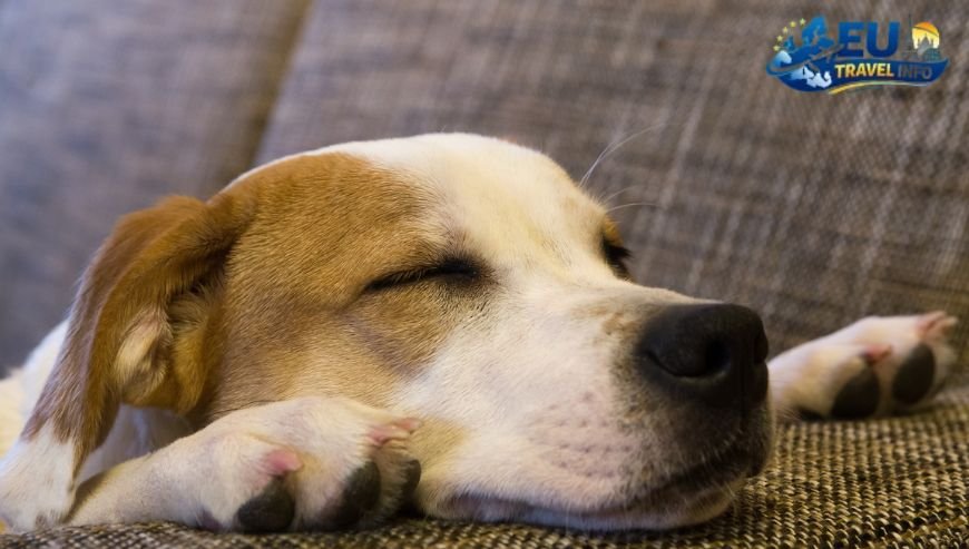 Best Dog Friendly Vacation Rentals in the Czech Republic