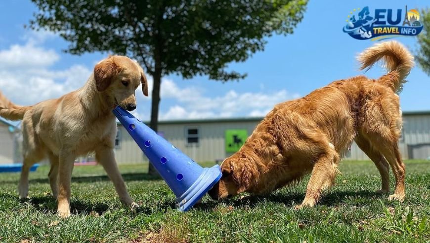 Best Dog Parks in Cyprus