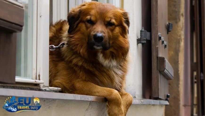 Best Dog Parks in the Czech Republic